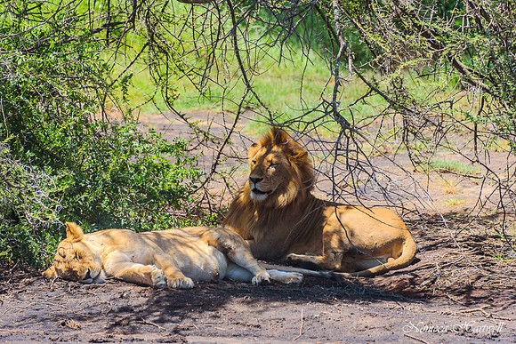 Mating Lion_2020 _7456