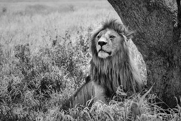 LionKing_2020 _7579