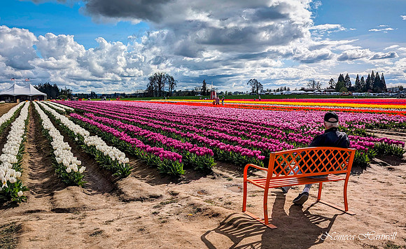 Tulip Dreams_PXL_20240409_233457325-EDIT