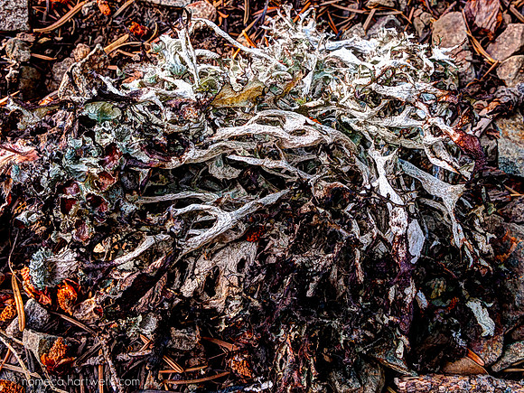 Lichen