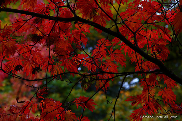 NomecaHartwell_CAVE_FallComes to Lithia Park_14_6378