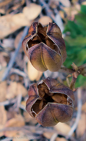 Washintonia Lily Pods