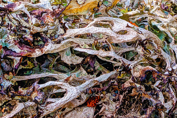 Lichen Forest