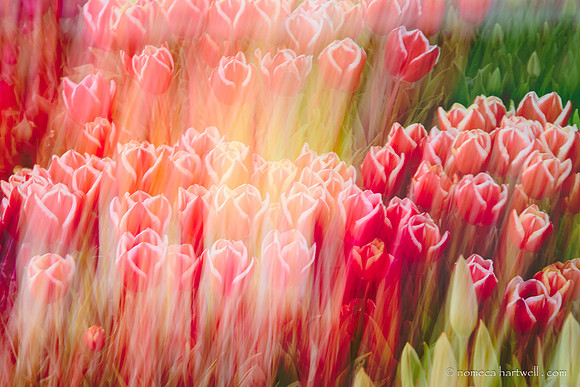 Song of the Tulips_24_5301-Edit