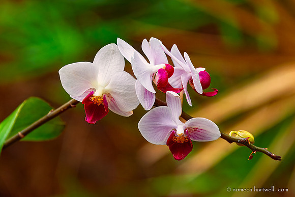 Orchids & Bud_25_6252-Edit
