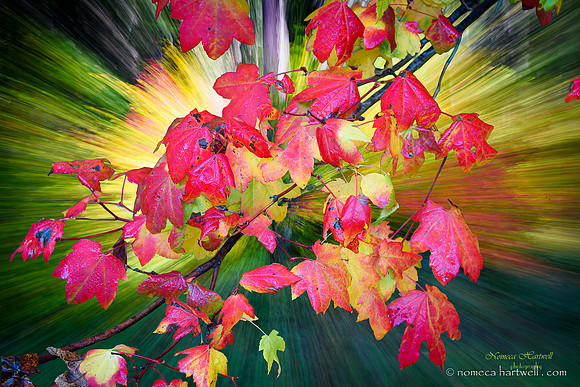 Hello Fall_25_-7150-Edit
