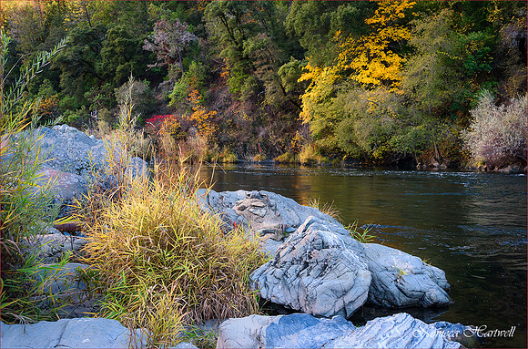 Last Color_wild_22_3669 copy