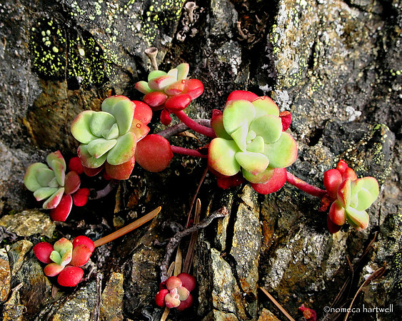 Stonecrop Rosette