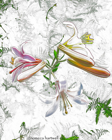 Washington Lily