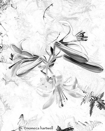 Washington Lily_B&W
