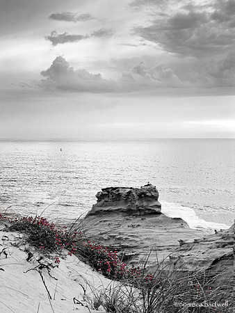 Kiwanda dune & Flowers