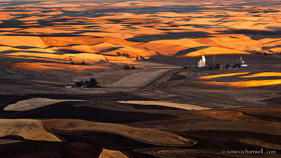 Morning on the Palouse