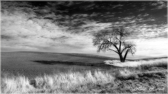 Lone Tree