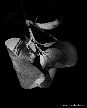 Curled leaf