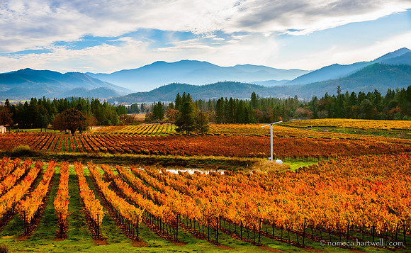 Serra Vineyards