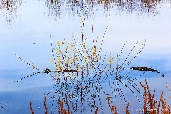 Quiet Reflection