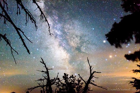 Starry Branches