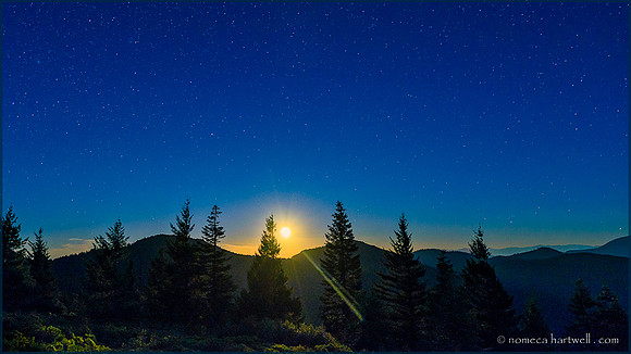 Grayback Moonbeam
