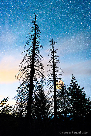 Rising Moon