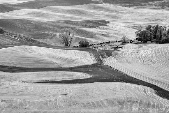 Palouse hills B&W