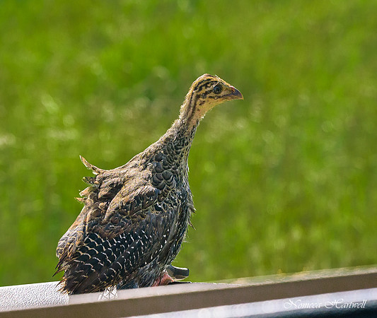 Tanzania_2020 _7610