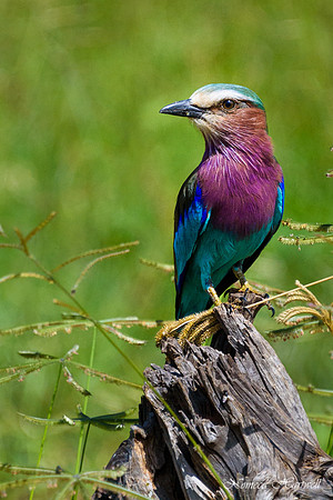 Tanzania_2020 _7268