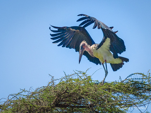 Tanzania_2020 _7416