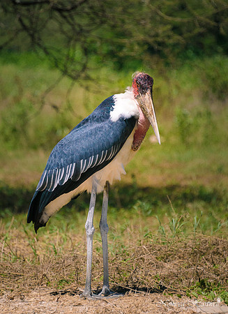 Tanzania_2020 _7430