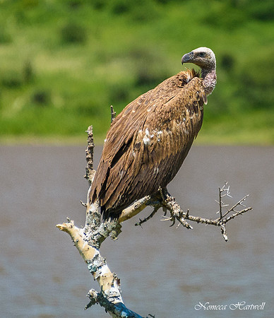 Tanzania_2020 _7442