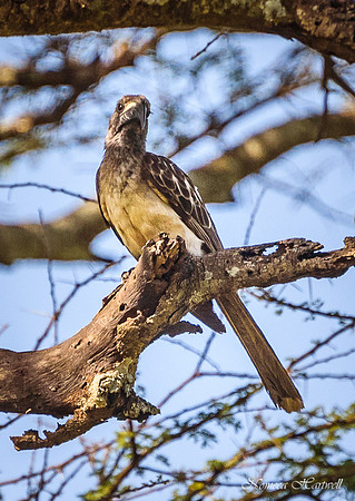Tanzania_2020 _7552