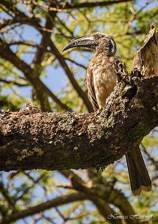 Tanzania_2020 _7554