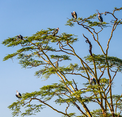 Tanzania_2020 _7485