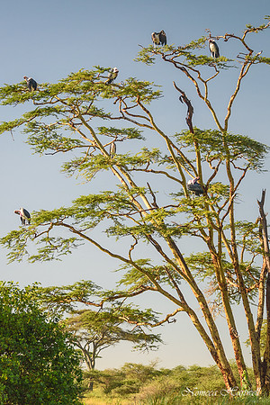 Tanzania_2020 _7486