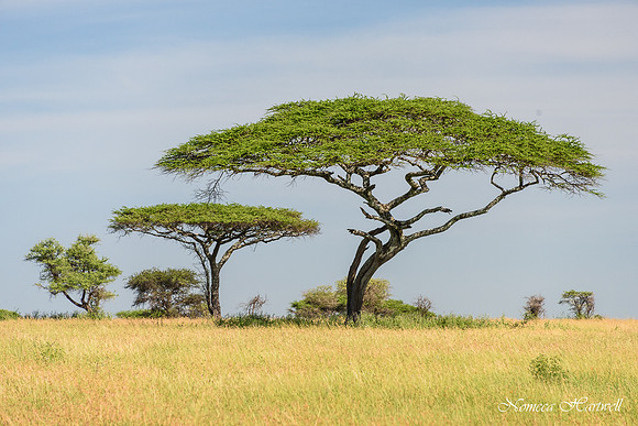 Tanzania_2020 _7617