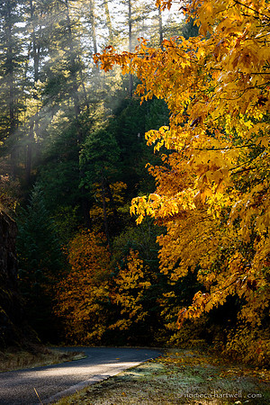 Fall Fog