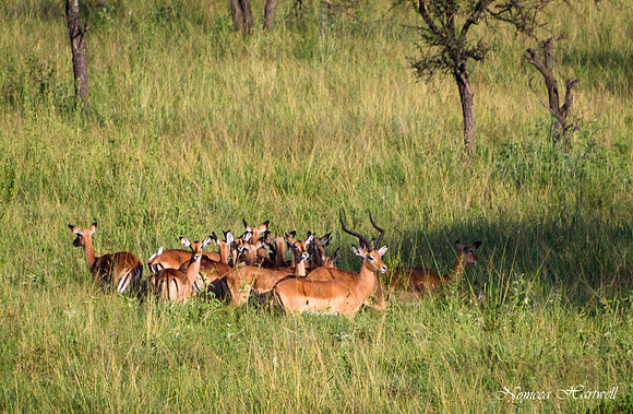 Tanzania_2020 _7539