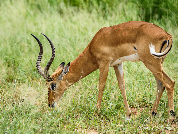 Tanzania_2020 _7188