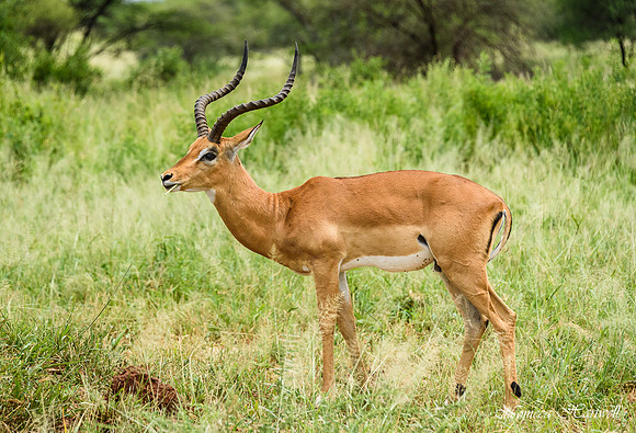 Tanzania_2020 _7189