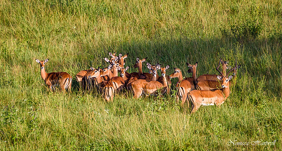 Tanzania_2020 _7541