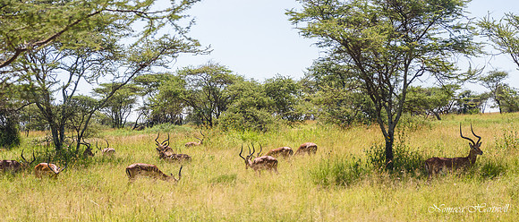 Tanzania_2020 _7562