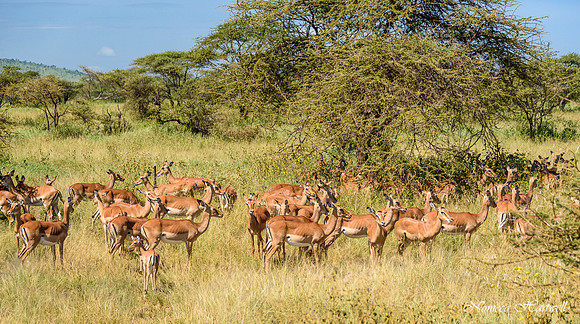 Tanzania_2020 _7563