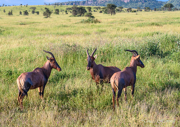 Tanzania_2020 _7599