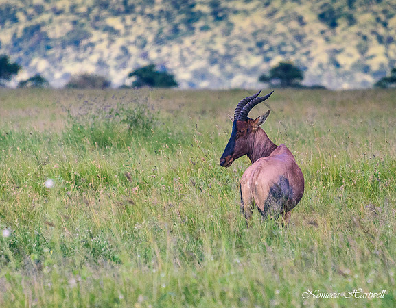 Tanzania_2020 _7482