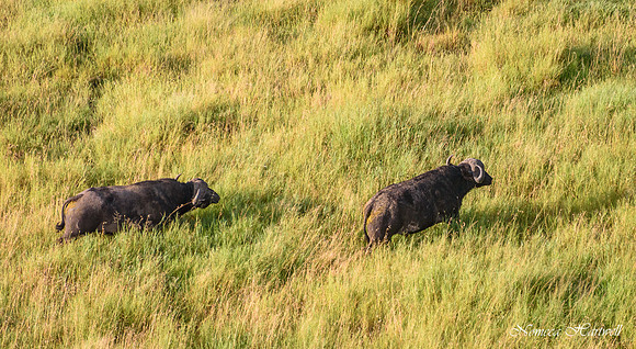 Tanzania_2020 _7547