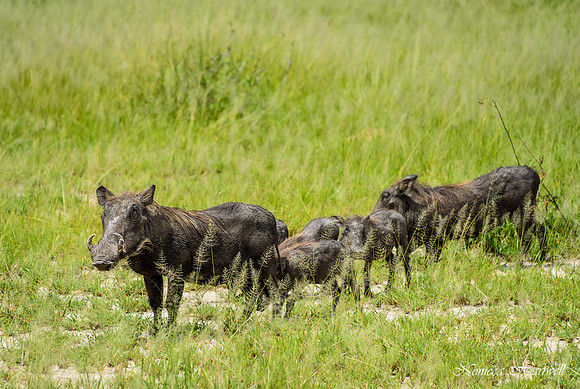 Tanzania_2020 _7173