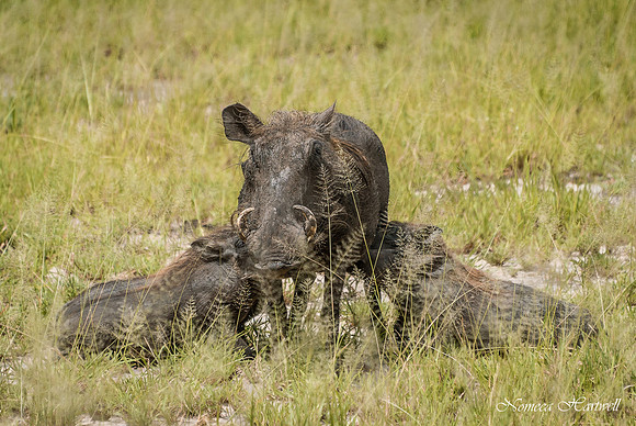 Tanzania_2020 _7176