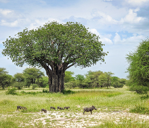Tanzania_143050