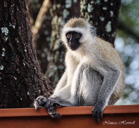 Tanzania_2020 _7223
