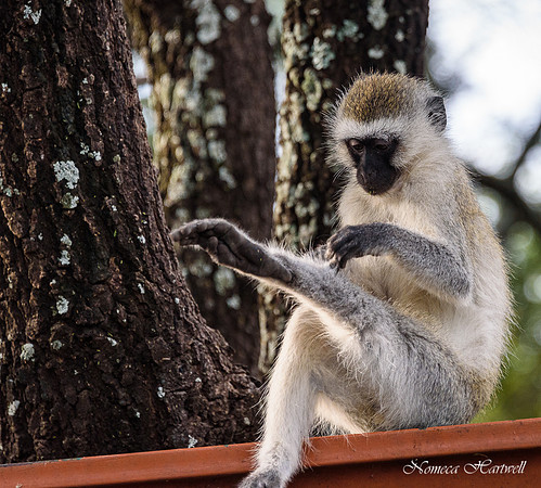Tanzania_2020 _7224