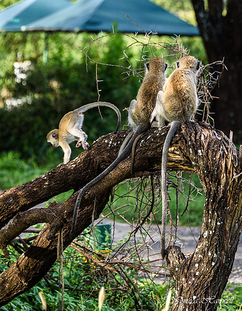 Tanzania_2020 _7225
